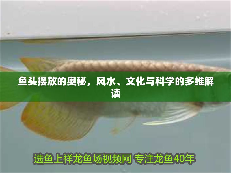 魚頭擺放的奧秘,風(fēng)水、文化與科學(xué)的多維解讀 龍魚百科 第1張 魚頭擺放的奧秘,風(fēng)水、文化與科學(xué)的多維解讀 魚頭擺放的奧秘,風(fēng)水、文化與科學(xué)的多維解讀 龍魚百科 第1張