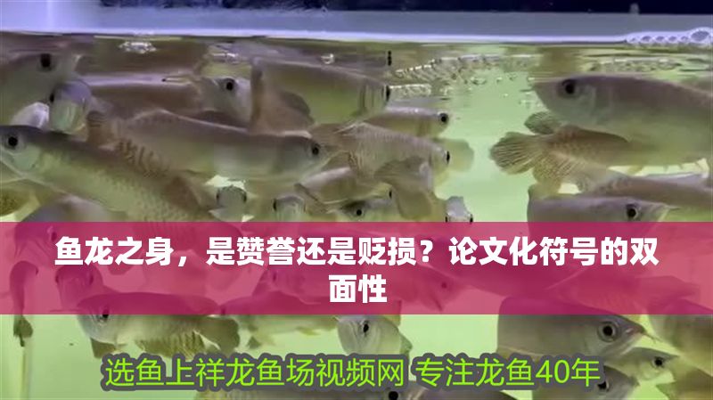 魚龍之身，是贊譽還是貶損？論文化符號的雙面性