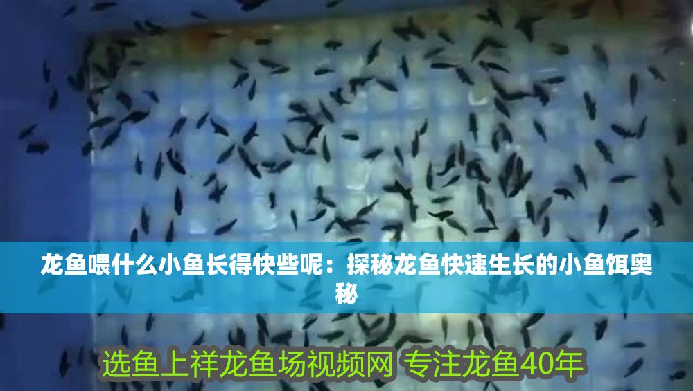 龍魚喂什么小魚長得快些呢：探秘龍魚快速生長的小魚餌奧秘