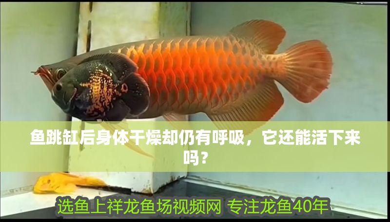 魚跳缸后身體干燥卻仍有呼吸，它還能活下來嗎？