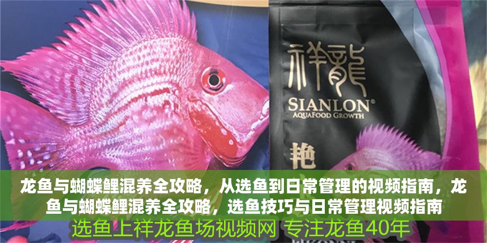 龍魚與蝴蝶鯉混養全攻略，從選魚到日常管理的視頻指南，龍魚與蝴蝶鯉混養全攻略，選魚技巧與日常管理視頻指南 龍魚與蝴蝶鯉混養全攻略，從選魚到日常管理的視頻指南，龍魚與蝴蝶鯉混養全攻略，選魚技巧與日常管理視頻指南 龍魚百科 第1張