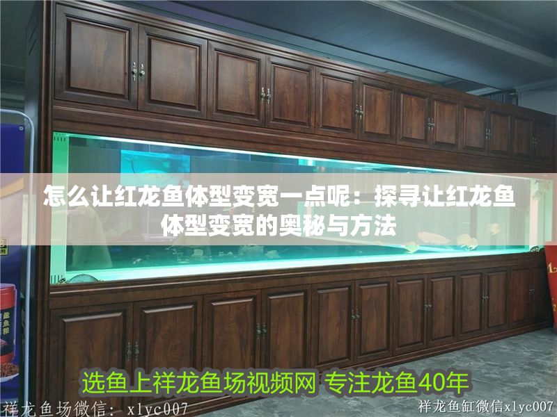 怎么讓紅龍魚體型變寬一點呢：探尋讓紅龍魚體型變寬的奧秘與方法