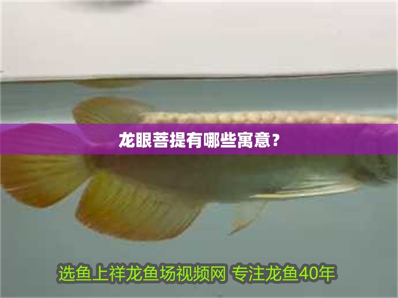 龍眼菩提有哪些寓意？