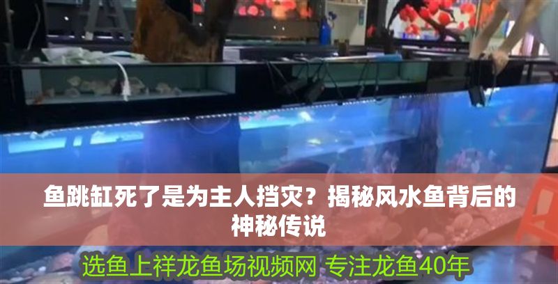 魚跳缸死了是為主人擋災？揭秘風水魚背后的神秘傳說 魚跳缸死了是為主人擋災？揭秘風水魚背后的神秘傳說 龍魚百科 第1張