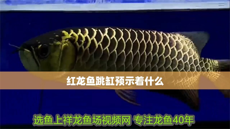 紅龍魚跳缸預示著什么 紅龍魚跳缸預示著什么 龍魚百科