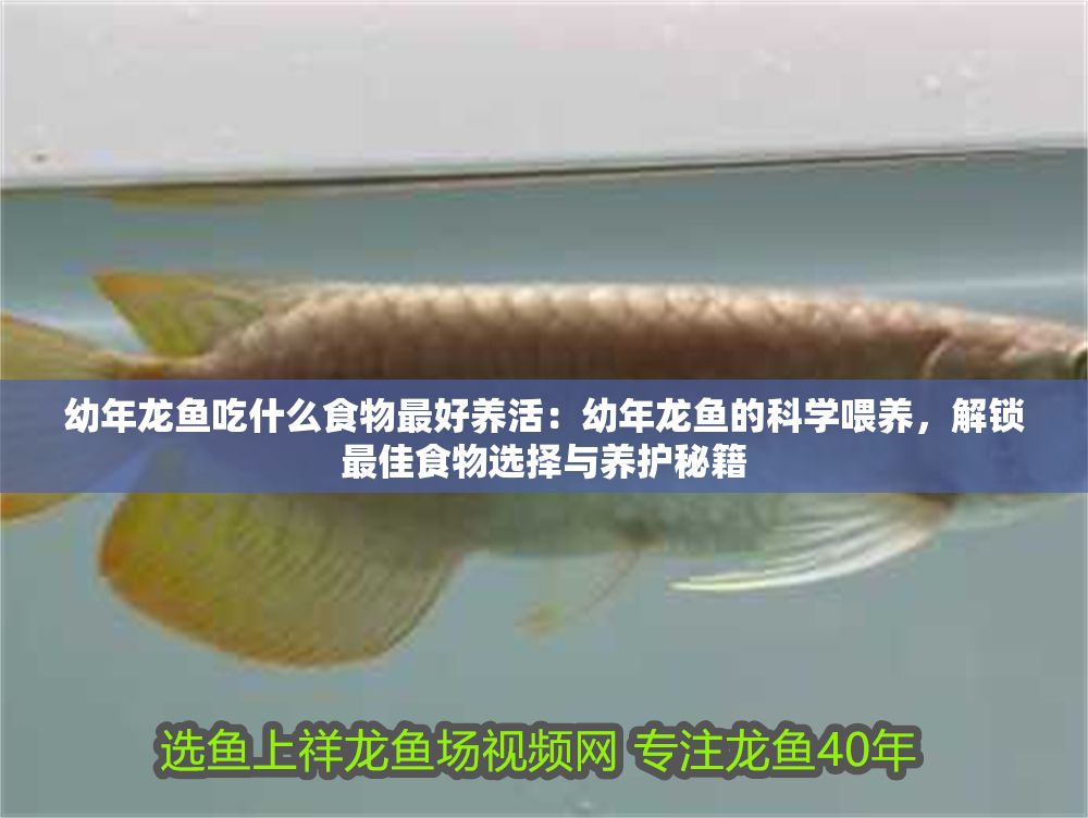 幼年龍魚吃什么食物最好養(yǎng)活：幼年龍魚的科學(xué)喂養(yǎng)，解鎖最佳食物選擇與養(yǎng)護(hù)秘籍