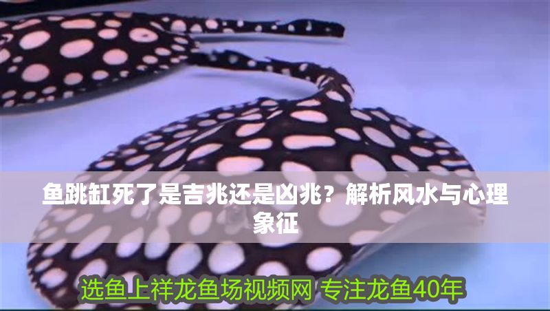魚跳缸死了是吉兆還是兇兆？解析風(fēng)水與心理象征 魚跳缸死了是吉兆還是兇兆？解析風(fēng)水與心理象征 龍魚百科 第1張