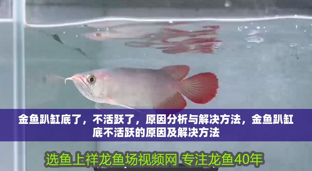 金魚趴缸底了，不活躍了，原因分析與解決方法，金魚趴缸底不活躍的原因及解決方法