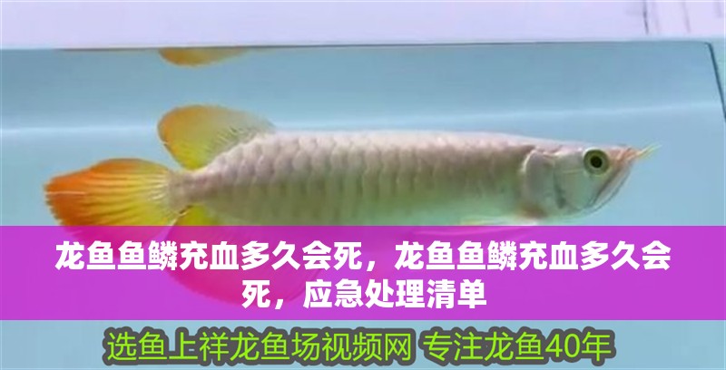 龍魚魚鱗充血多久會(huì)死，龍魚魚鱗充血多久會(huì)死，應(yīng)急處理清單
