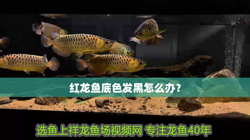 紅龍魚底色發黑怎么辦？