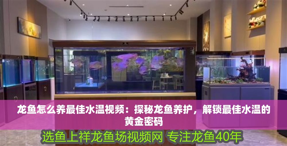龍魚怎么養最佳水溫視頻：探秘龍魚養護，解鎖最佳水溫的黃金密碼