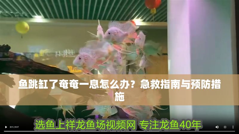 魚跳缸了奄奄一息怎么辦？急救指南與預防措施