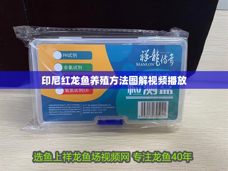 印尼紅龍魚養殖方法圖解視頻播放