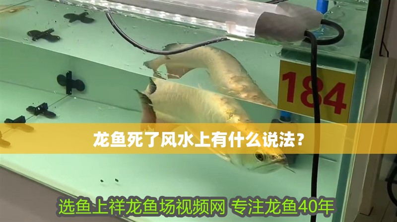 龍魚死了風水上有什么說法？