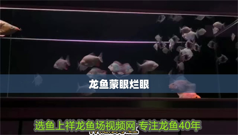 龍魚蒙眼爛眼