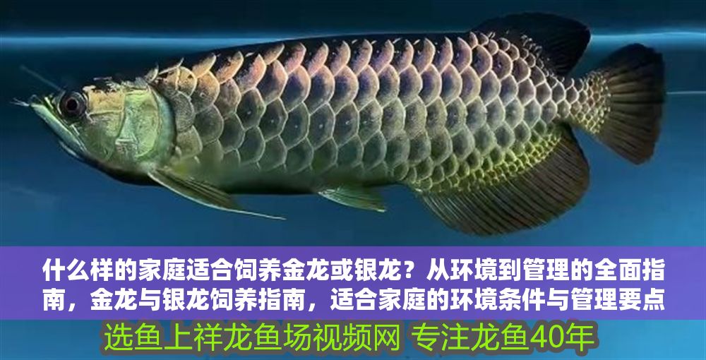 什么樣的家庭適合飼養(yǎng)金龍或銀龍？從環(huán)境到管理的全面指南，金龍與銀龍飼養(yǎng)指南，適合家庭的環(huán)境條件與管理要點