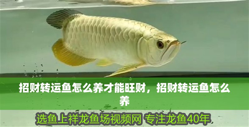 魚缸用增氧泵價格是多少:魚缸增氧機-xtrac增氧機-xtrac增氧機 招財轉運魚怎么養才能旺財,招財轉運魚怎么養 龍魚百科 招財轉運魚怎么養才能旺財,招財轉運魚怎么養 招財轉運魚怎么養才能旺財,招財轉運魚怎么養 龍魚百科