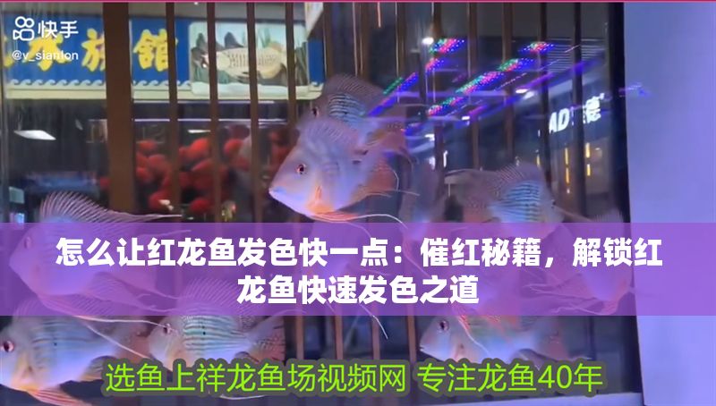 怎么讓紅龍魚發(fā)色快一點(diǎn)：催紅秘籍，解鎖紅龍魚快速發(fā)色之道