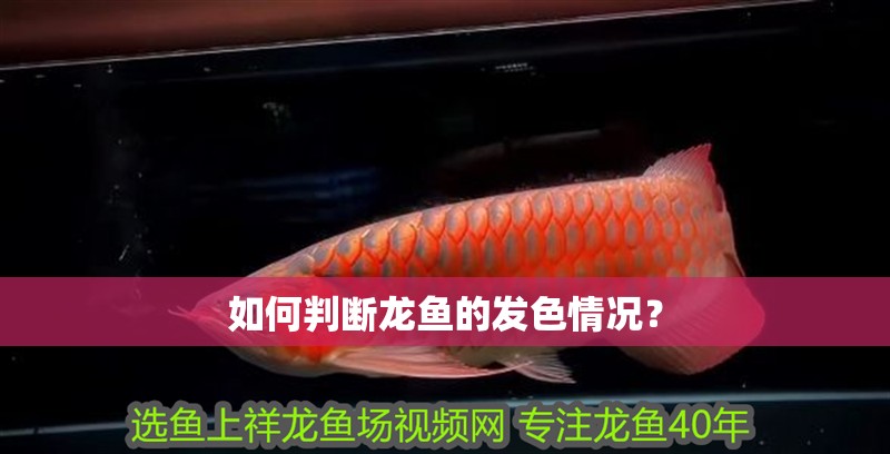 如何判斷龍魚的發色情況？