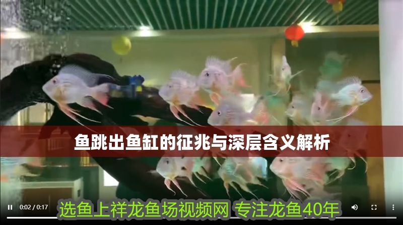 魚跳出魚缸的征兆與深層含義解析 魚跳出魚缸的征兆與深層含義解析 龍魚百科 第1張