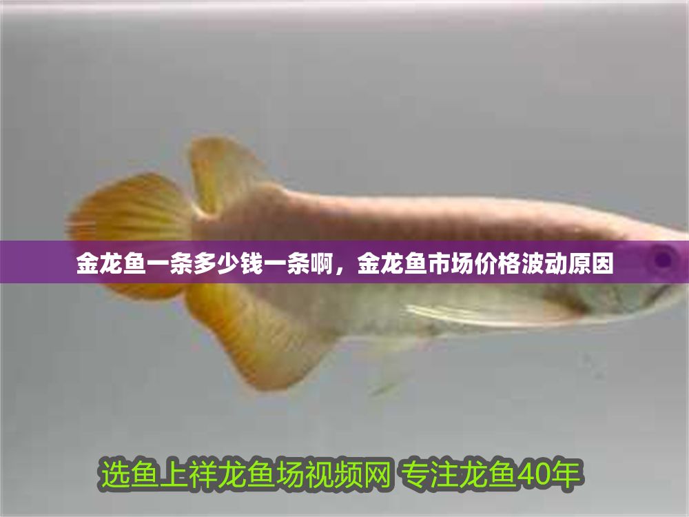 金龍魚一條多少錢一條啊，金龍魚市場價格波動原因