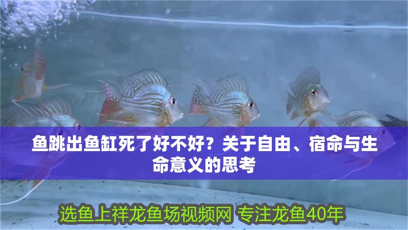 魚跳出魚缸死了好不好？關于自由、宿命與生命意義的思考 魚跳出魚缸死了好不好？關于自由、宿命與生命意義的思考 龍魚百科 第1張