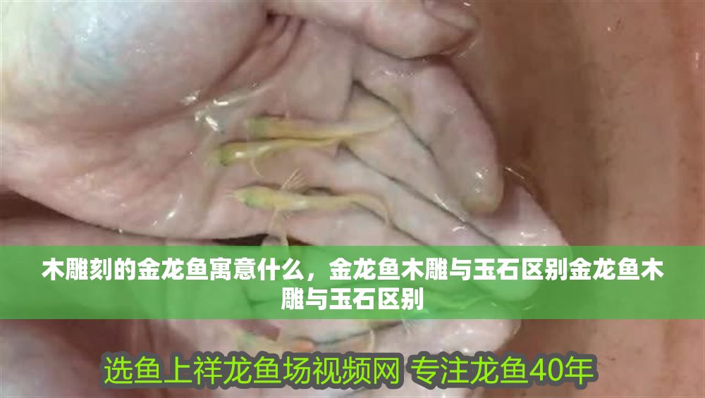 木雕刻的金龍魚寓意什么，金龍魚木雕與玉石區別金龍魚木雕與玉石區別