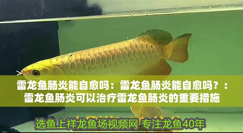 雷龍魚腸炎能自愈嗎：雷龍魚腸炎能自愈嗎？：雷龍魚腸炎可以治療雷龍魚腸炎的重要措施