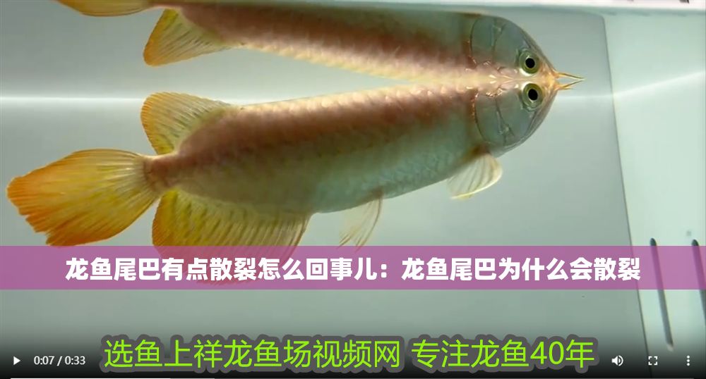 龍魚尾巴有點散裂怎么回事兒：龍魚尾巴為什么會散裂