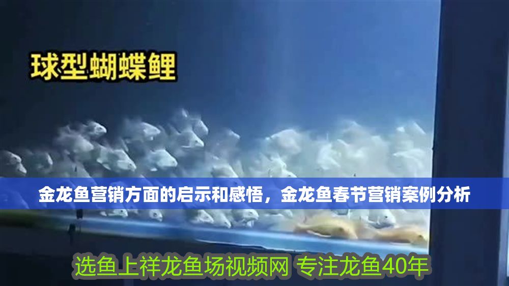 金龍魚營銷方面的啟示和感悟，金龍魚春節營銷案例分析 金龍魚營銷方面的啟示和感悟，金龍魚春節營銷案例分析 龍魚百科 第2張