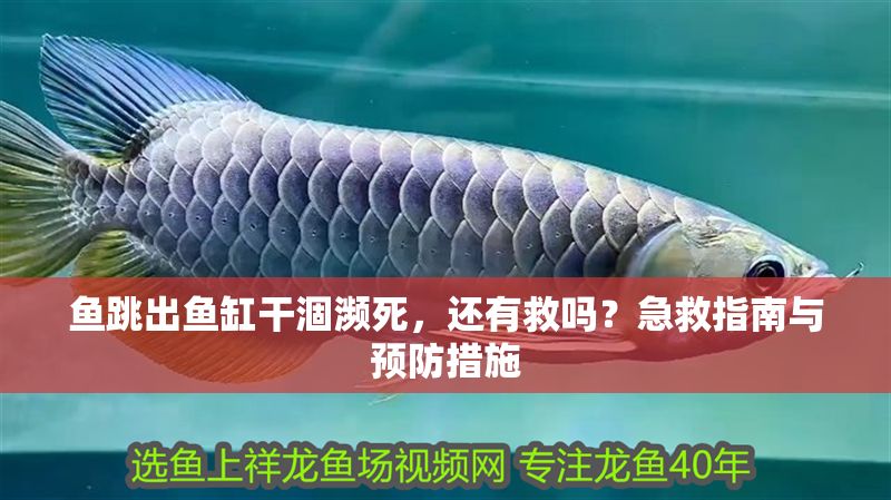魚跳出魚缸干涸瀕死,還有救嗎?急救指南與預(yù)防措施 龍魚百科 第1張 魚跳出魚缸干涸瀕死,還有救嗎?急救指南與預(yù)防措施 魚跳出魚缸干涸瀕死,還有救嗎?急救指南與預(yù)防措施 龍魚百科 第1張