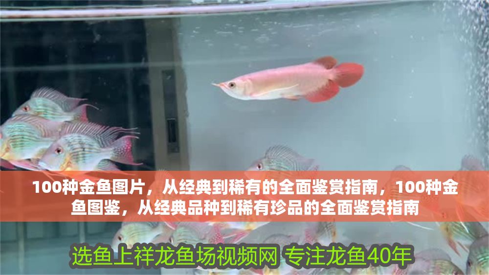 100種金魚圖片，從經典到稀有的全面鑒賞指南，100種金魚圖鑒，從經典品種到稀有珍品的全面鑒賞指南