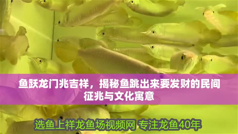 魚躍龍門兆吉祥，揭秘魚跳出來要發(fā)財?shù)拿耖g征兆與文化寓意 魚躍龍門兆吉祥，揭秘魚跳出來要發(fā)財?shù)拿耖g征兆與文化寓意 龍魚百科 第1張