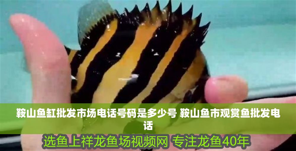 鞍山魚缸批發市場電話號碼是多少號 鞍山魚市觀賞魚批發電話