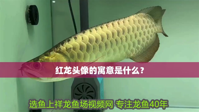 紅龍頭像的寓意是什么？ 紅龍頭像的寓意是什么？ 龍魚百科