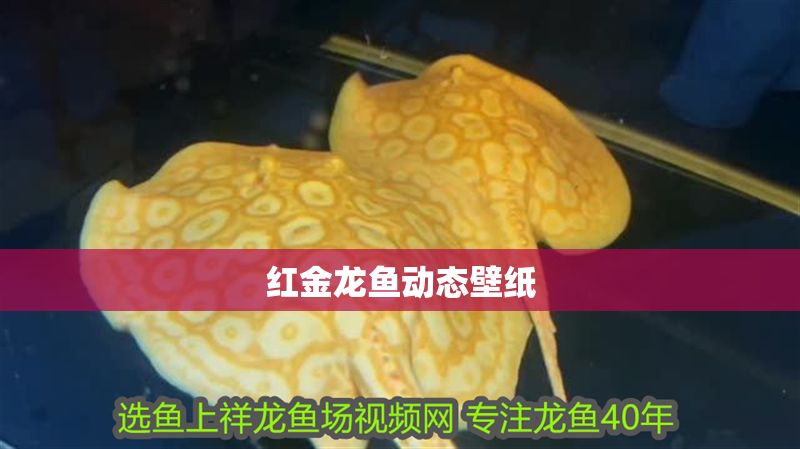 紅金龍魚動態壁紙