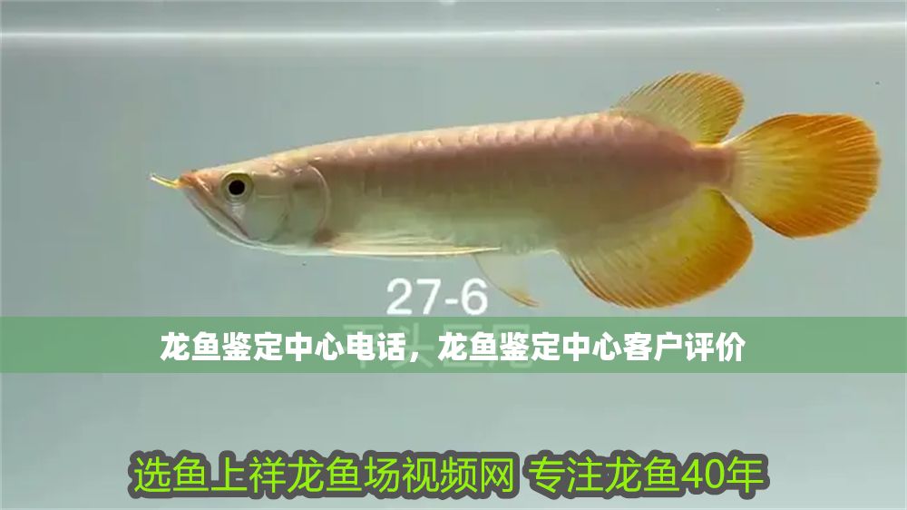 龍魚鑒定中心電話，龍魚鑒定中心客戶評價 龍魚鑒定中心電話，龍魚鑒定中心客戶評價 龍魚百科 第2張