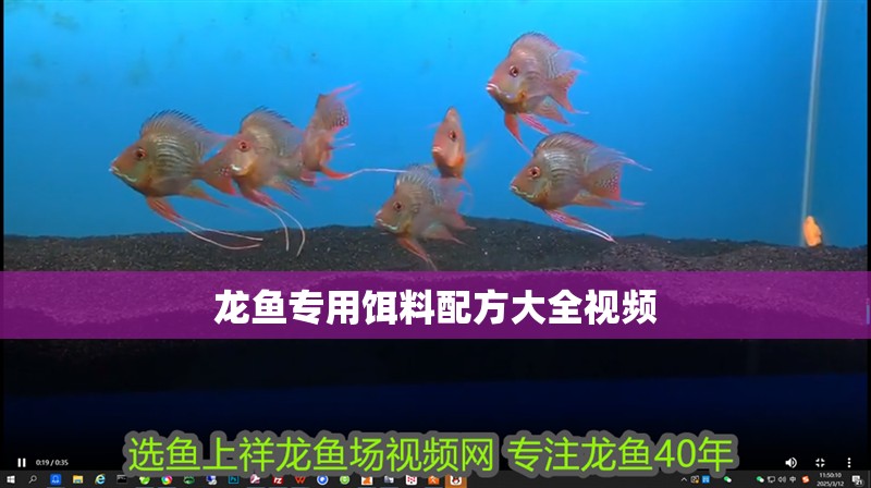 龍魚專用餌料配方大全視頻