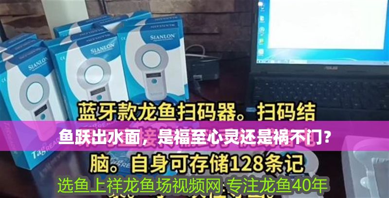 魚躍出水面，是福至心靈還是禍不門？