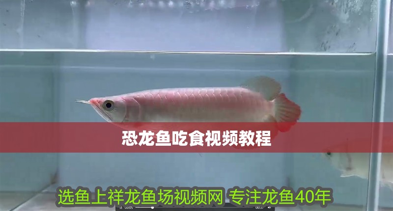 恐龍魚吃食視頻教程 恐龍魚吃食視頻教程 龍魚百科