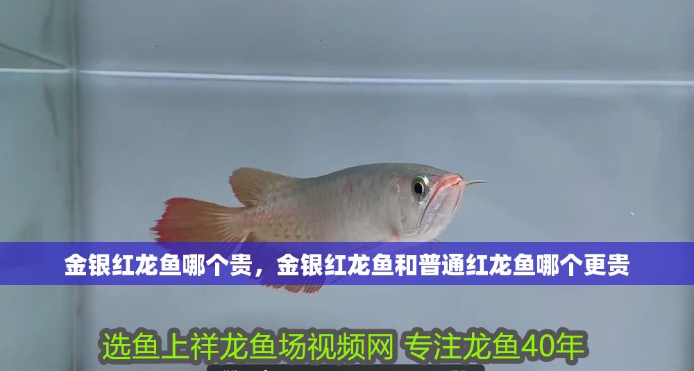 金銀紅龍魚哪個(gè)貴，金銀紅龍魚和普通紅龍魚哪個(gè)更貴