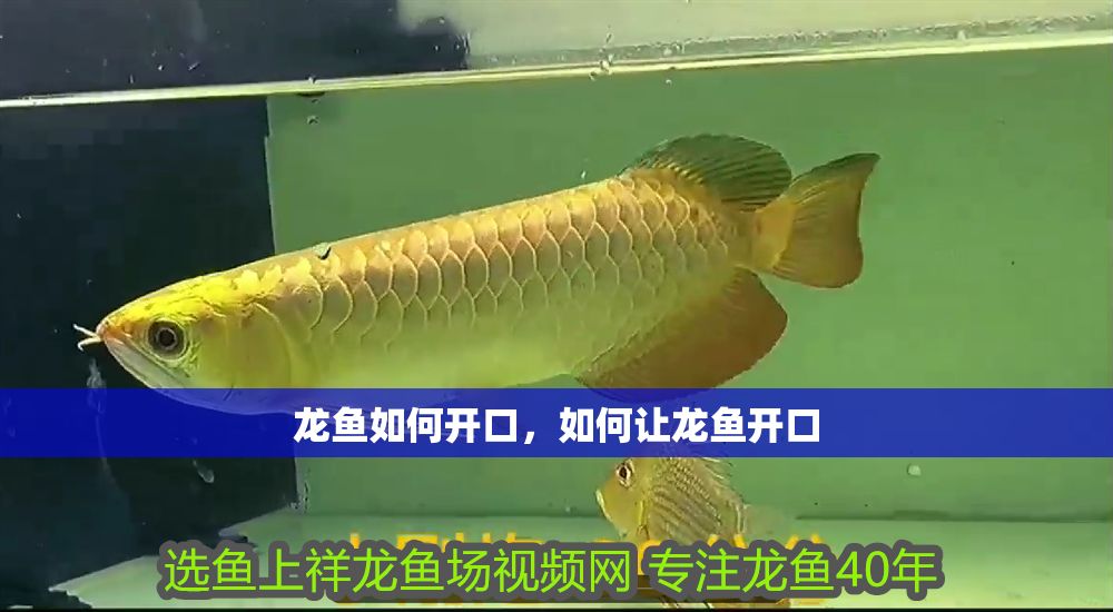 龍魚如何開口，如何讓龍魚開口