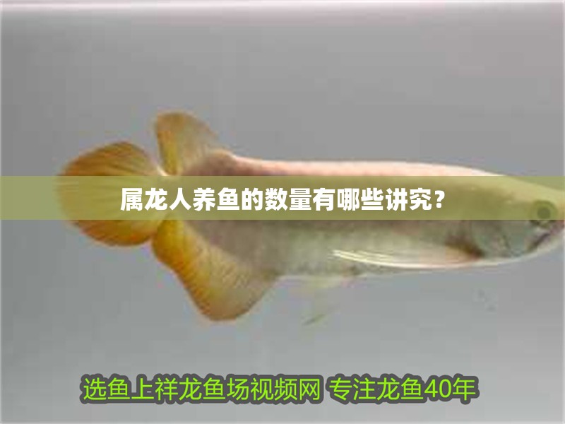 屬龍人養魚的數量有哪些講究？