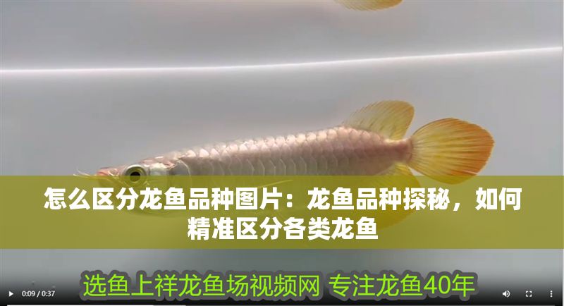 怎么區分龍魚品種圖片：龍魚品種探秘，如何精準區分各類龍魚