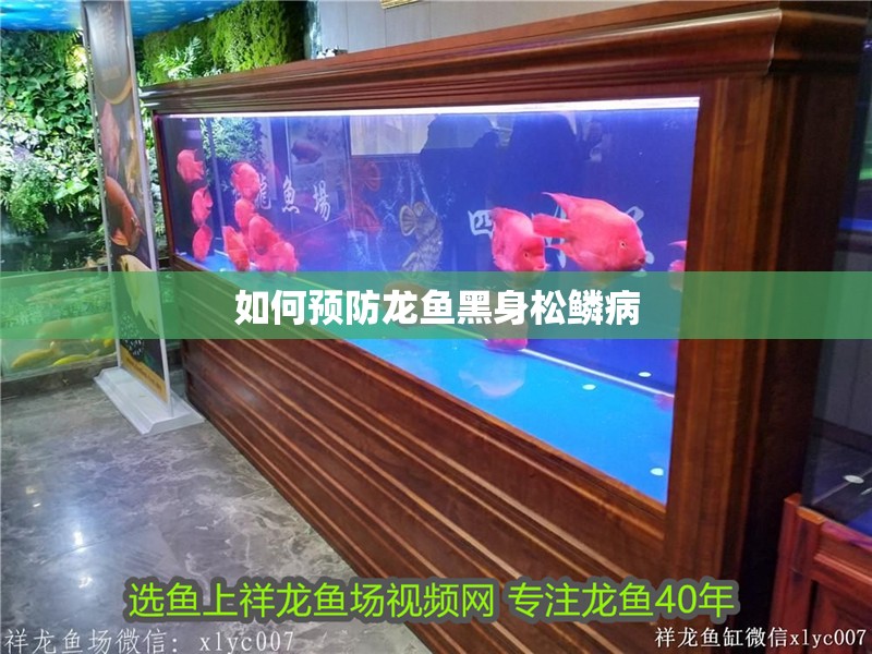 如何預(yù)防龍魚黑身松鱗病