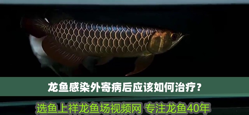龍魚感染外寄病后應該如何治療？