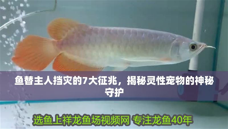 魚替主人擋災的7大征兆，揭秘靈性寵物的神秘守護