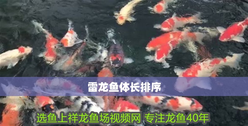 雷龍魚體長排序 雷龍魚體長排序 龍魚百科