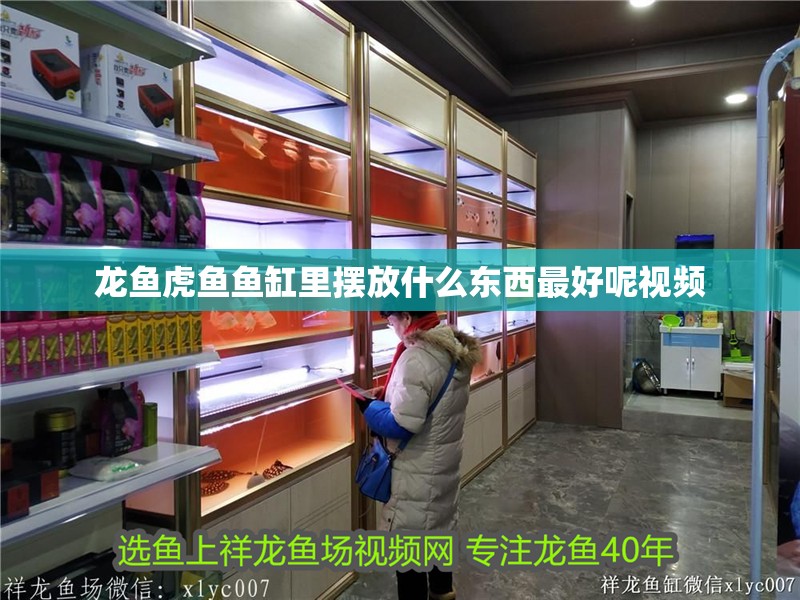 龍魚虎魚魚缸里擺放什么東西最好呢視頻