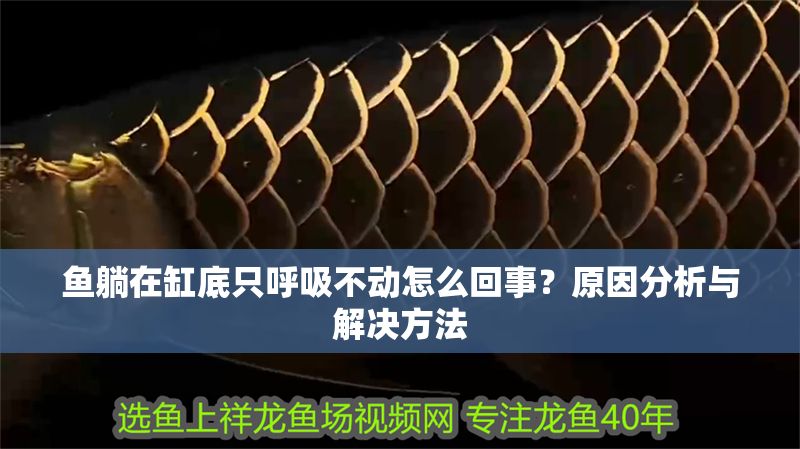 魚躺在缸底只呼吸不動怎么回事？原因分析與解決方法